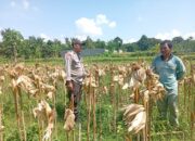 Panen Jagung Dipercepat, Warga Dusun Tangkeban Diedukasi Soal Ketahanan Pangan