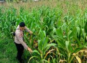 Bhabinkamtibmas Kuripan Selatan Ajak Petani Jagung Jual Hasil Panen ke Bulog