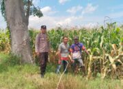 Bhabinkamtibmas Desa Mumbu Polsek Woja Polres Dompu Dampingi Petani Jagung Dukung Program Ketahanan Pangan Nasional