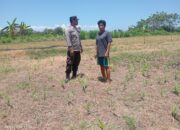 TAK HANYA JAGA KAMTIBMAS, BRIPKA WAWAN IKUT KAWAL KETAHANAN PANGAN DI LAHAN JAGUNG WARGA DUKUNG PROGRAM KETAHANAN PANGAN NASIONAL.