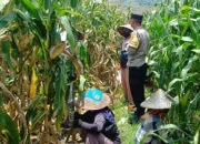 Panen Jagung di Lombok Barat Dikawal Polisi, Hasilnya Meningkat Tajam