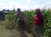 Bhabinkamtibmas Kuripan Dorong Warga Mandiri Pangan