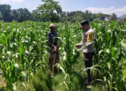 Polsek Kuripan Dorong Petani Lokal Wujudkan Ketahanan Pangan
