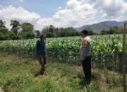 BHABINKAMTIBMAS DESA CEMPI JAYA DAMPINGI PETANI JAGUNG WUJUDKAN PROGRAM KETAHANAN PANGAN NASIONAL