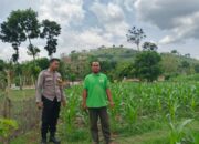 Bhabinkamtibmas Desa Banggo Laksanakan Pemetaan Lahan Pertanian untuk Persiapan Pola Tanam Kuartal ke-3 Tahun 2025