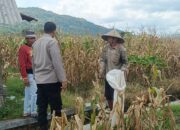 Bhabinkamtibmas Babussalam Dampingi Petani Panen Jagung Melimpah
