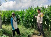 BHABINKAMTIBMAS DESA CEMPI JAYA TINJAU TANAMAN JAGUNG DAN DORONG SEMANGAT PETANI DALAM MENDUKUNG KETAHANAN PANGAN NASIONAL