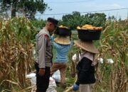 Sinergi Panen Jagung di Babussalam: Bhabinkamtibmas Hadir Amankan dan Dukung Petani
