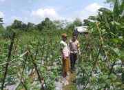 Bhabinkamtibmas Dorong Warga Jagaraga Manfaatkan Pekarangan untuk Pangan