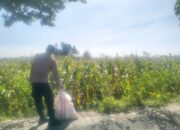 Sinergi Polri dan Petani Lelede: Panen Jagung Lancar Tanpa Kendala