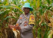 Polri Kawal Panen Jagung Desa Beleka, Pastikan Hasil Terserap Bulog