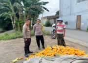 Polsek Labuapi Dorong Petani Jagung Jual Hasil Panen ke Bulog