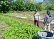 Dukung ketahanan pangan, Polres Sumbawa Barat Dorong Bhabinkmatibmas Aktif monitor dan dampingi warga Binaan