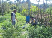 Dukung Ketahanan Pangan, Bhabinkamtibmas Desa Luk Turun Bantu Petani Tomat dan Motivasi Warga