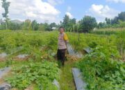 Polsek Gerung Ajak Warga Beleke Garap Lahan Tidur