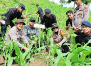 Perkuat Ekologi dan Ekonomi, Forkopimda Sumbawa Tanam Ribuan Bibit Kemiri di Lenangguar