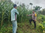 Bhabinkamtibmas Desa Janapria Laksanakan DDS dan Pengecekan Tanaman Jagung Warga