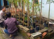 Kemandirian Pangan: Bhabinkamtibmas Tinjau Kebun Tomat Warga Perampuan