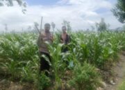 Polsek Gerung Ajak Warga Beleke Optimalkan Lahan Tidur demi Swasembada Pangan