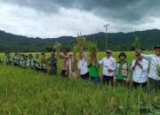 Dukung Swasembada Pangan, Kapolsek Monta Hadiri Panen Raya Padi di Desa Simpasai