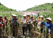 Polres Sumbawa Barat Laksanakan Panen Raya Jagung Serentak Kuartal I Tahun 2026