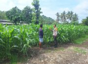 Dukung Ketahanan Pangan, Bhabinkamtibmas Desa Luk Kawal Pertumbuhan Tanaman Jagung Hibrida Warga