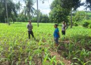Dukung Asta Cita, Polsek Rhee Dampingi Petani Jagung dan Dorong Pemanfaatan Lahan Pekarangan