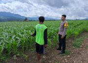 Dukung Kemandirian Pangan, Bhabinkamtibmas Desa Sampe Sosialisasikan Tanaman Hortikultura ke Petani