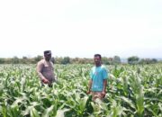 BHABINKAMTIBMAS DESA SORITATANGA PANTAU LAHAN JAGUNG WARGA DUKUNG KETAHANAN PANGAN NASIONAL