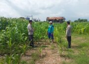 Dukung Ketahanan Pangan, Kapolsek Plampang Turun Langsung Pantau Pertumbuhan Jagung Warga