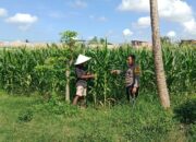 Polres Lombok Barat Intensifkan Pendampingan Ketahanan Pangan Desa