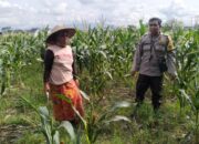 Polsek Labuapi Dampingi Petani Jagung Perkuat Ketahanan Pangan