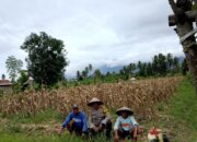 Dukung Program Ketahanan Pangan, Bhabinkamtibmas  Desa Apitaik Silaturrahmi Dengan Petani