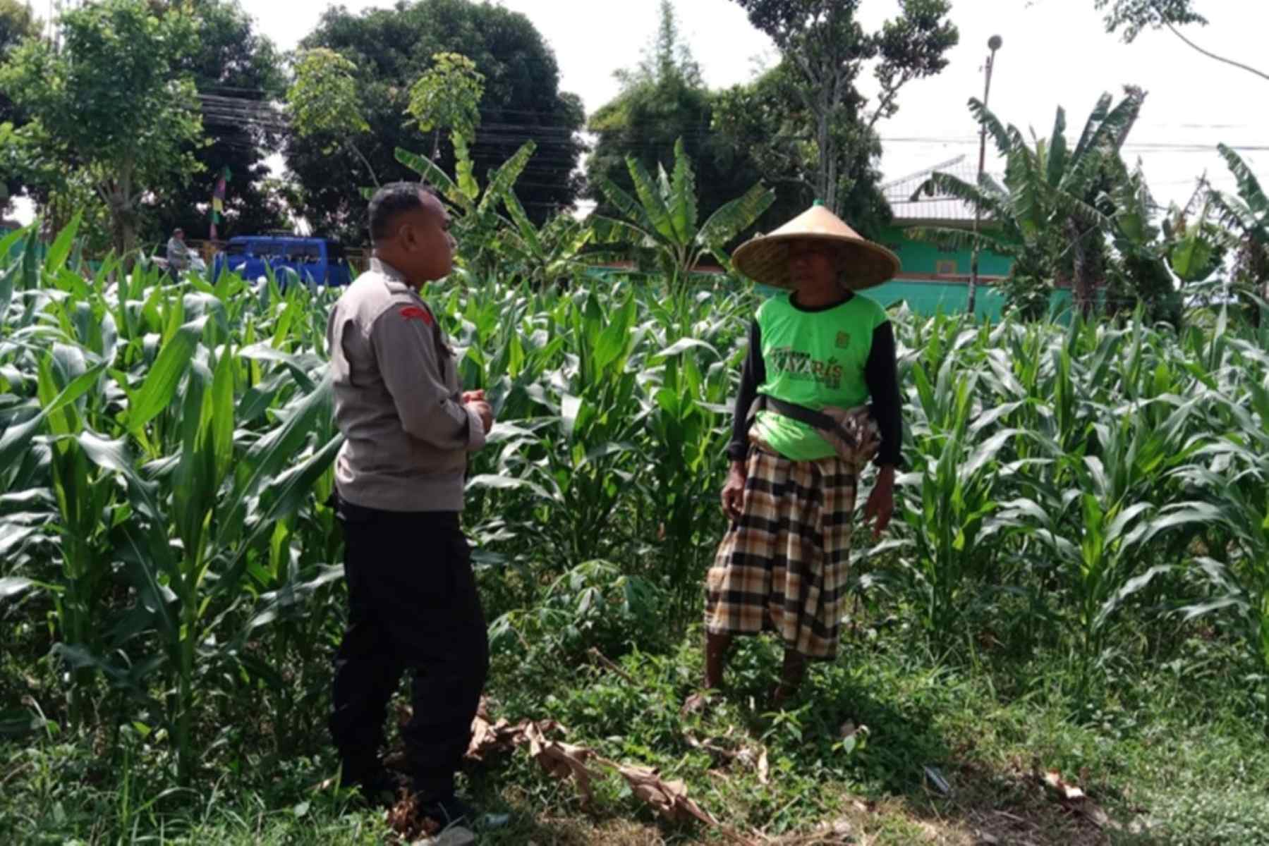 Aksi Bhabinkamtibmas Dampingi Petani Jagung di Bagik Polak Barat