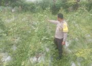 Bhabinkamtibmas Desa Kesik Cek Lahan Ketahanan Pangan Bergizi di Dusun Munsok