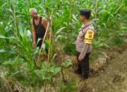 BHABINKAMTIBMAS KELURAHAN TANJUNG LAKUKAN PENGECEKAN LAHAN TANAMAN JAGUNG DI TIMBA BOROK