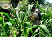 Polsek Kawasan Mandalika Dampingi Petani Jagung Dukung Ketahanan Pangan Nasional