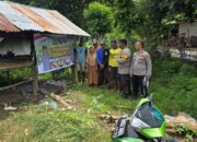 Polsubsektor Palibelo,Monitoring Pertumbuhan Jagung, Para Petani Keluhkan Batang Jagung Membusuk Akibat Tingginya Curah Hujan