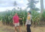 habinkamtibmas Polsek Pekat Pantau Lahan Jagung Warga, Dukung Program Ketahanan Pangan Nasional
