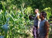 Bhabinkamtibmas Desa Sawe Laksanakan Pemantauan Lahan Jagung Warga, Dukung Ketahanan Pangan Nasional Menuju Indonesia Emas