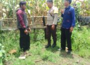 Bhabinkamtibmas Polsek Kilo Pantau Lahan Jagung Warga di Desa Taropo Dukung Program Ketahanan Pangan Nasional