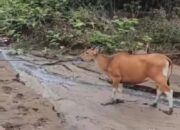 Respon Cepat Polsek Hu’u Amankan Terduga Pelaku Pencurian Ternak dari Amukan Massa