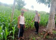 Bhabinkamtibmas Desa Woko Pantau Lahan Jagung Warga, Dukung Ketahanan Pangan Nasional Menuju Indonesia Emas