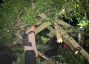 Quick Response, Pamapta Polres Bima Evakuasi Pohon Tumbang di Tanjakan Dorobelo