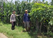 Bhabinkamtibmas Desa Songgajah Pantau Lahan Jagung Warga, Dukung Ketahanan Pangan Nasional Menuju Indonesia Emas 2045