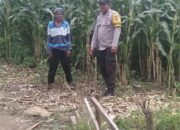 Bhabinkamtibmas Desa Saneo Pantau Lahan Jagung Warga, Dukung Ketahanan Pangan Nasional Menuju Indonesia Emas 2045