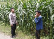 Bhabinkamtibmas Polsek Woja Pantau Lahan Jagung Warga Desa Matua, Dukung Ketahanan Pangan Nasional