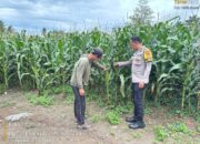 Dukung Asta Cita Ketahanan Pangan, Bhabinkamtibmas Desa Rhee Loka Sambangi Petani Jagung Hibrida