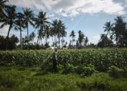 BHABINKAMTIBMAS KELURAHAN SURYAWANGI MONITORING TANAMAN JAGUNG MILIK WARGA DI LOANG SAWAK