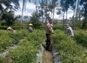 Bhabinkamtibmas Desa Kesik Cek Lahan Ketahanan Pangan Bergizi di Dusun Munsok